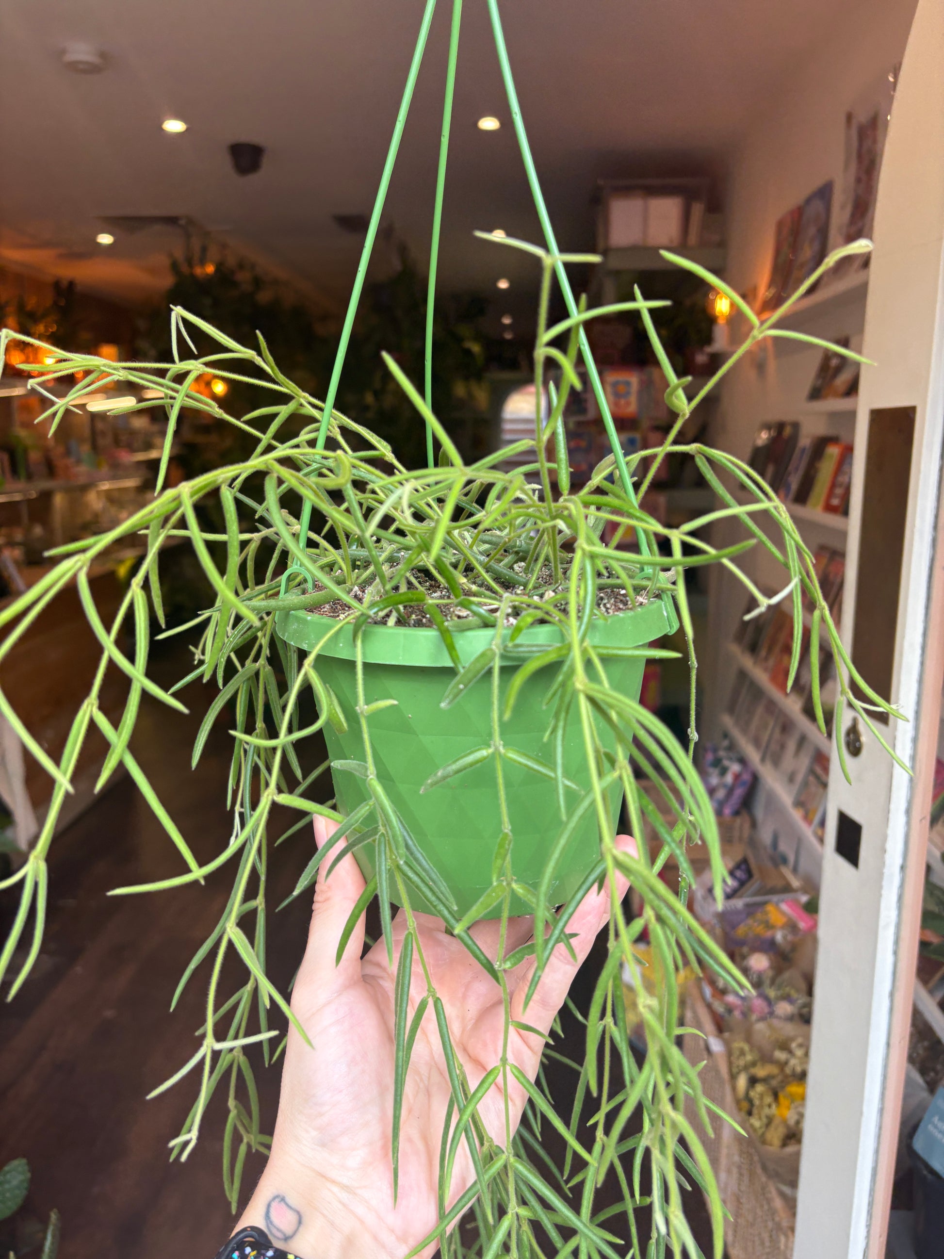 Person holding a hoya linearis with long green leaves indoors.