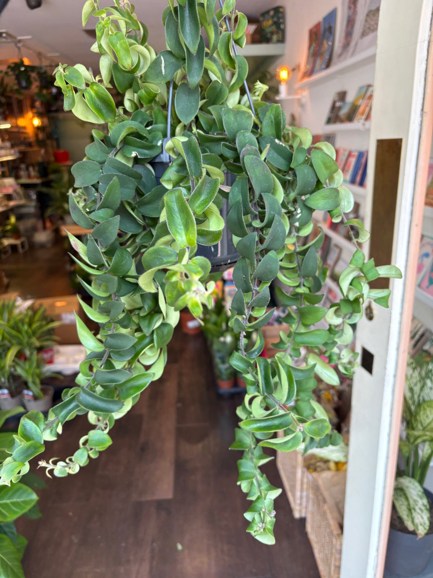 Aeschynanthus Twister XL in a store setting with books and other plants in the background