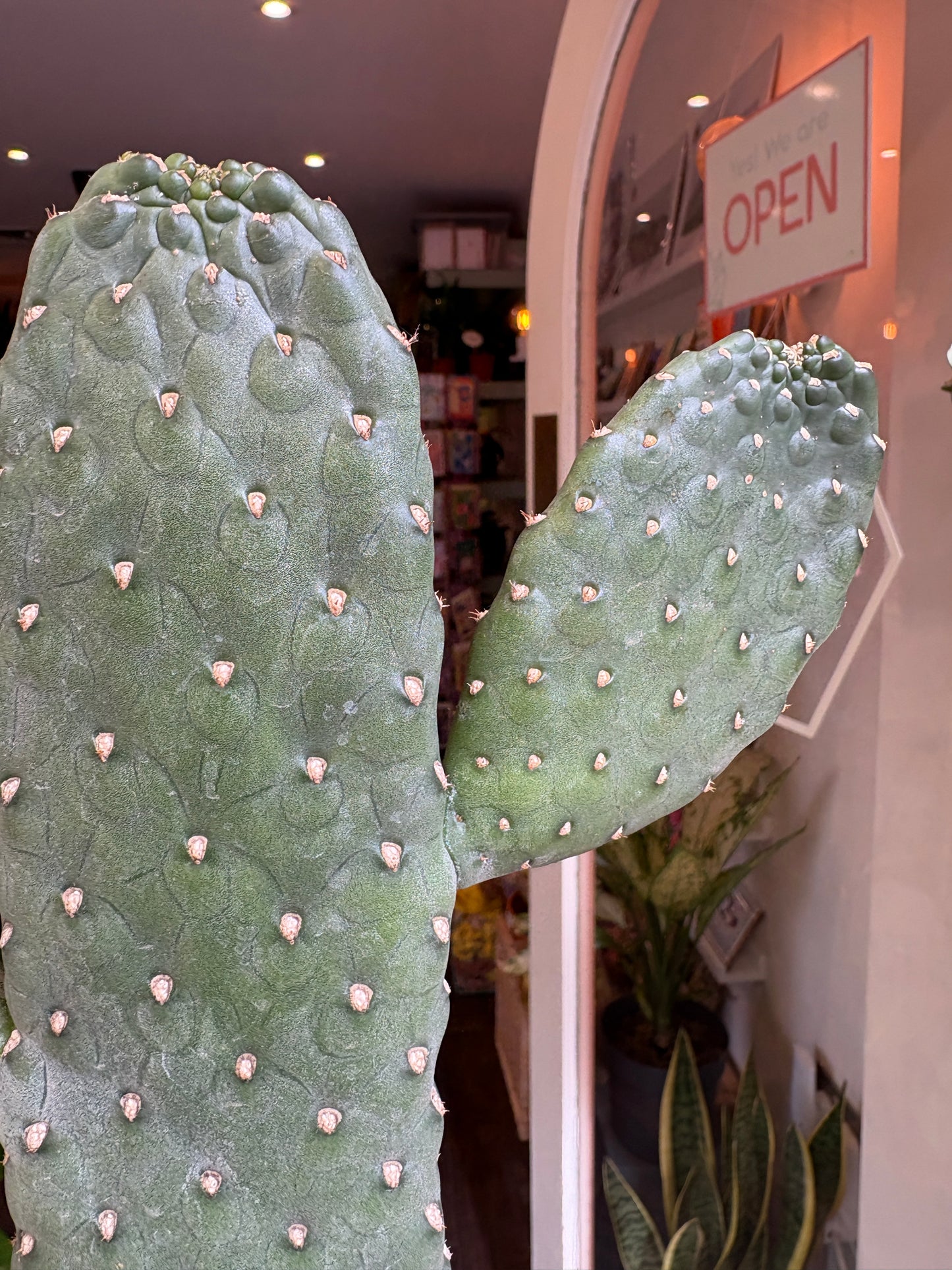 Large cactus plant in a store setting with 'OPEN' sign above.