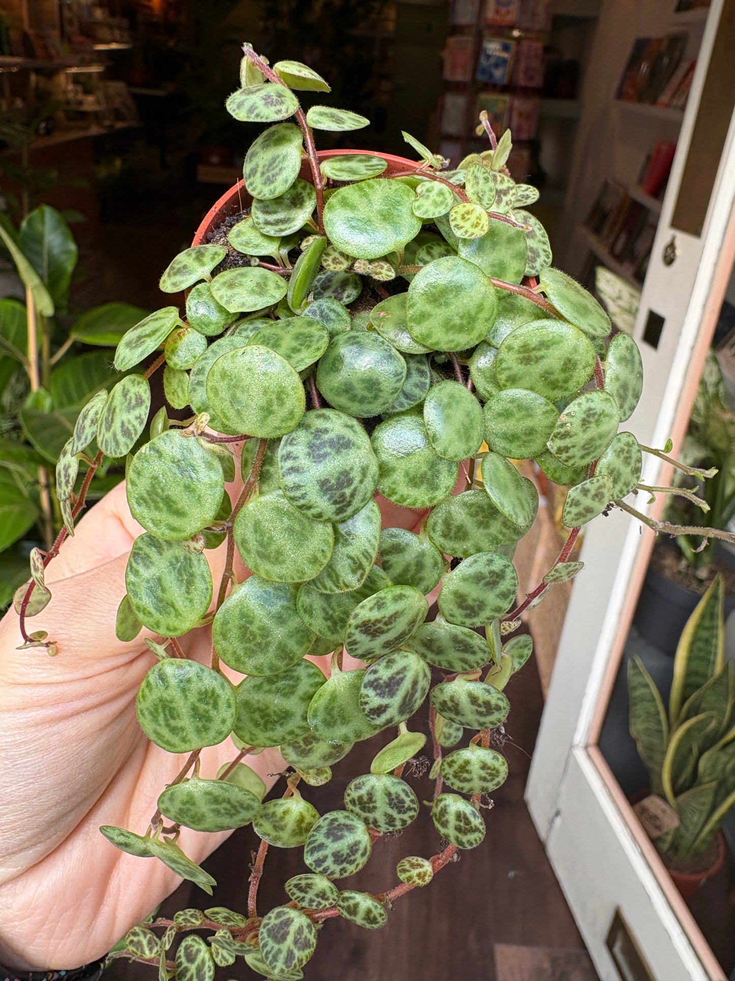 peperomia prostrata plant with variegated leaves held by a person indoors.