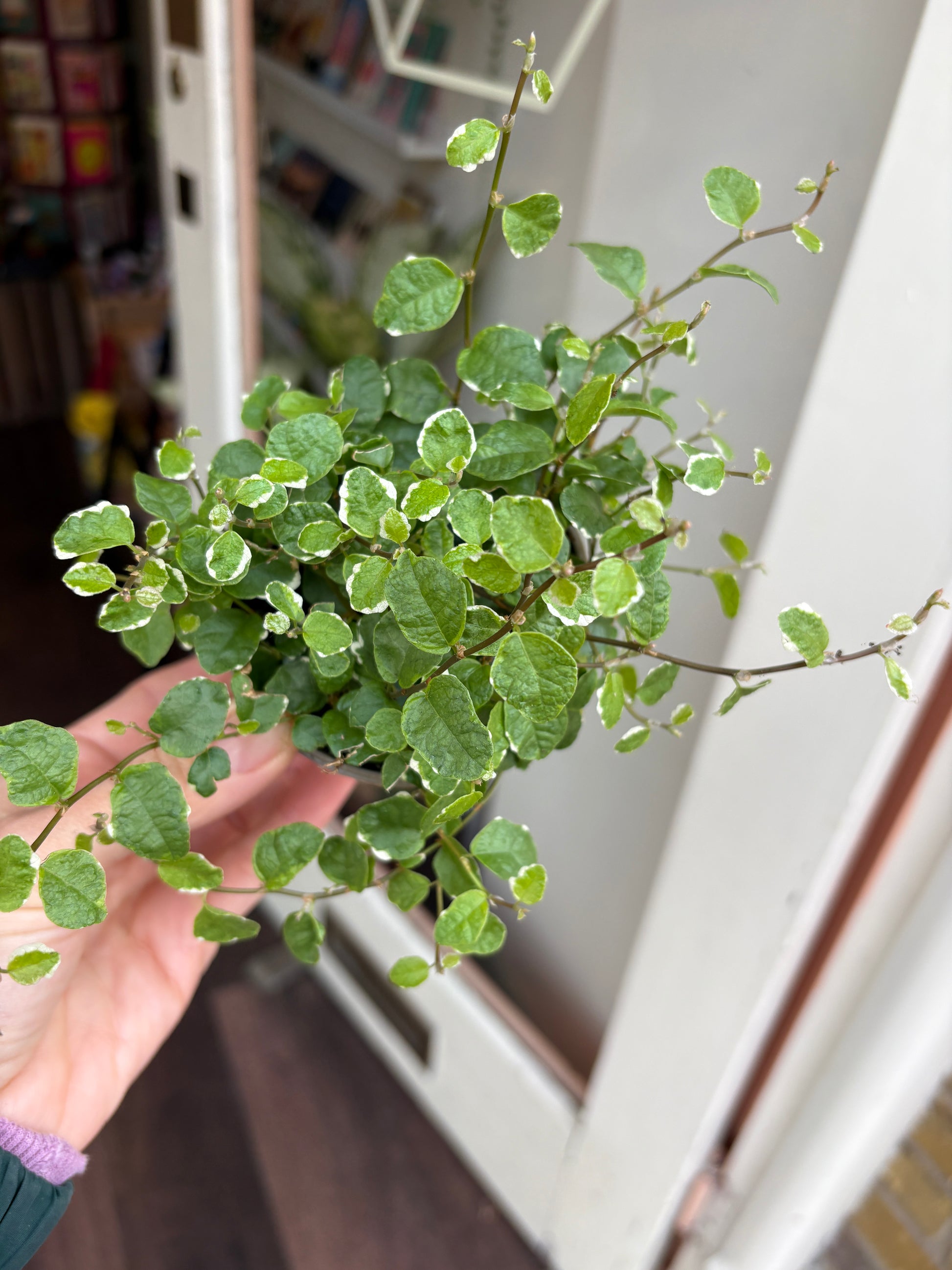 Ficus Pumila White Sunny plant held by a person with a blurred indoor background