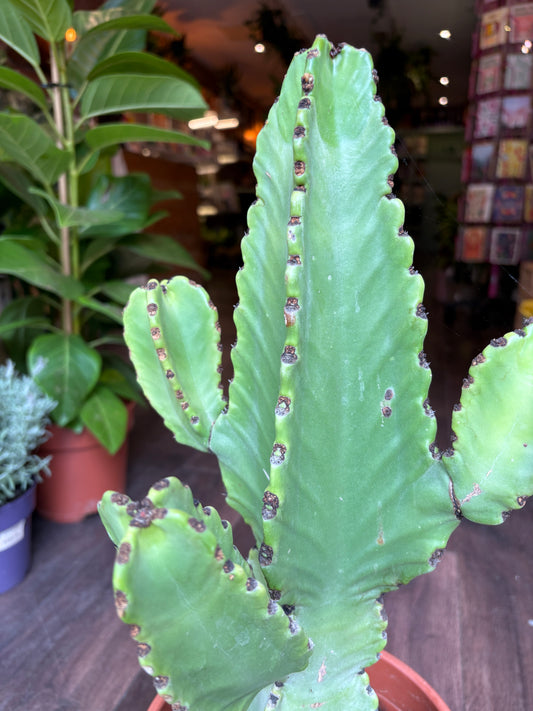 Euphorbia ingens | Candelabra Tree