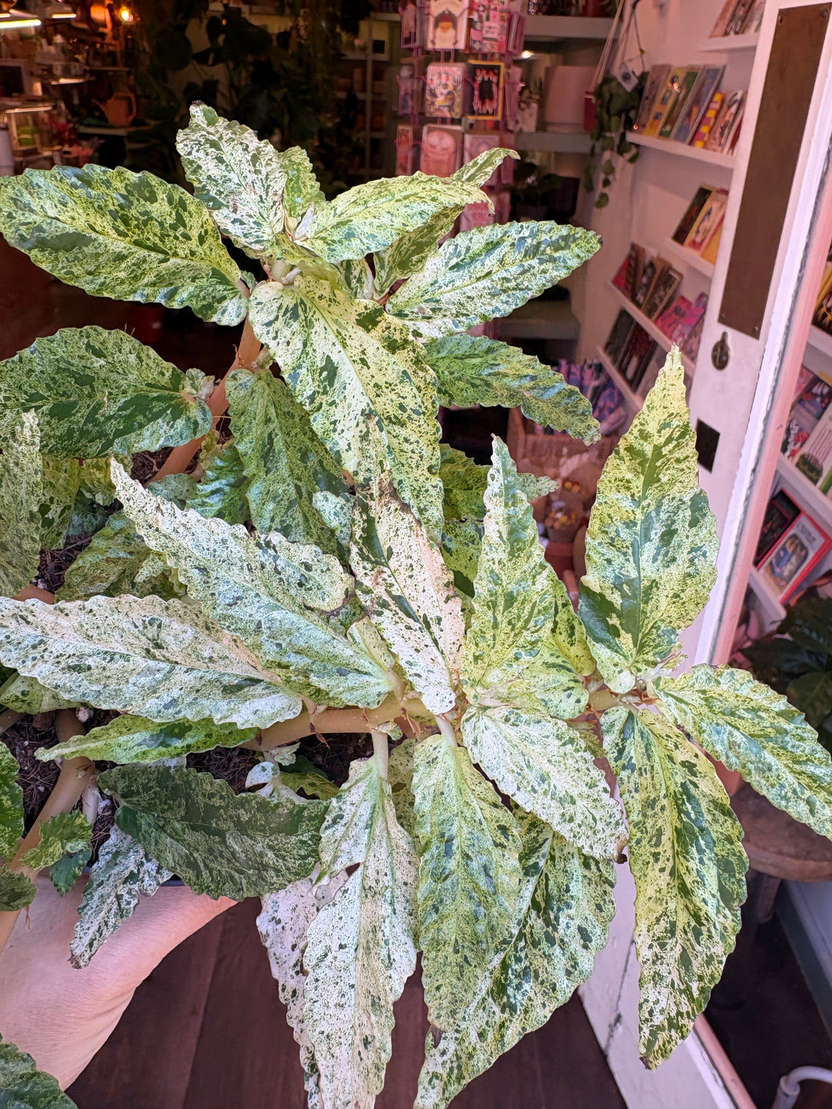 A variegated Begonia plant with green and white mottled leaves, held by a hand in a shop setting.