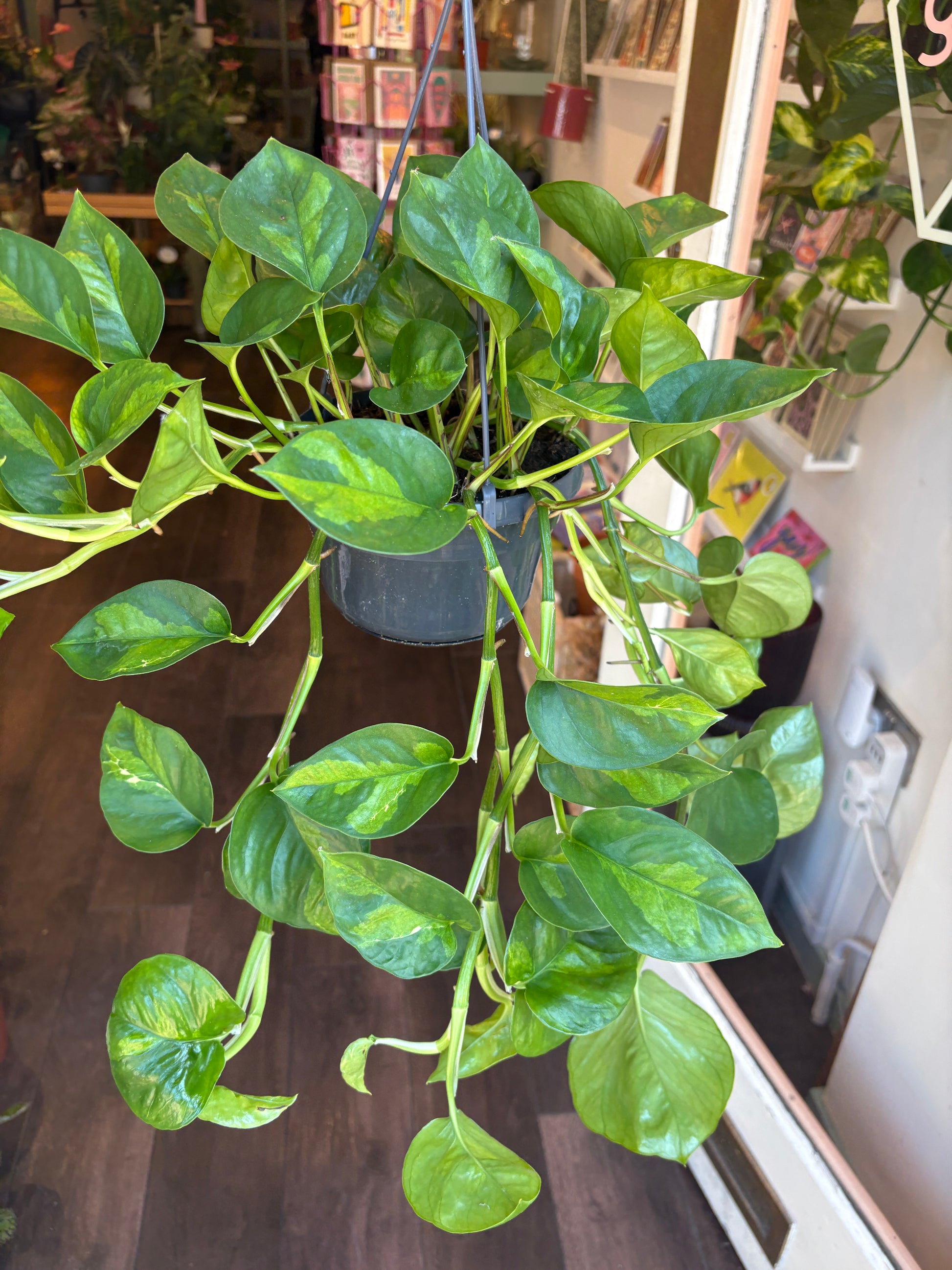 Epipremnum pinnatum 'Global Green' held up out greenka houseplant shop in london