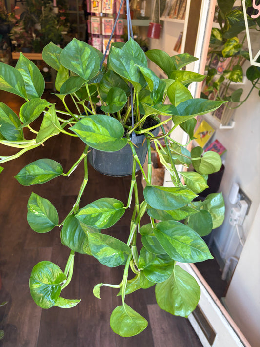Epipremnum pinnatum 'Global Green' held up out greenka houseplant shop in london