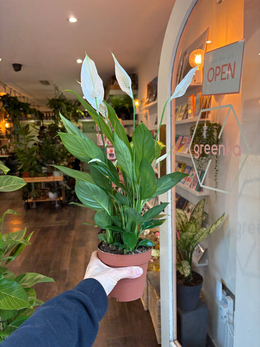 Person holding a peace lily t in a store with 'Open' sign and greenery.