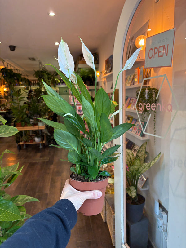 Person holding a peace lily t in a store with 'Open' sign and greenery.