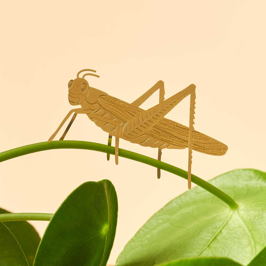 Grasshopper insect plant decoration