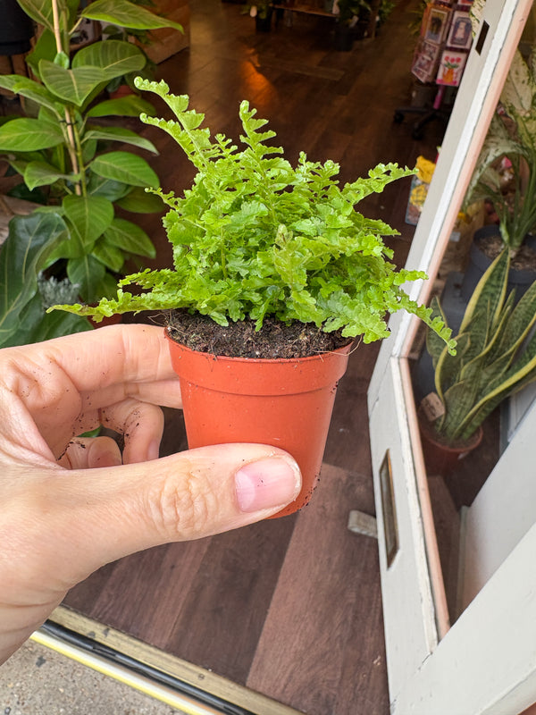 Baby Boston Fern | Nephrolepsis Green Fantasy