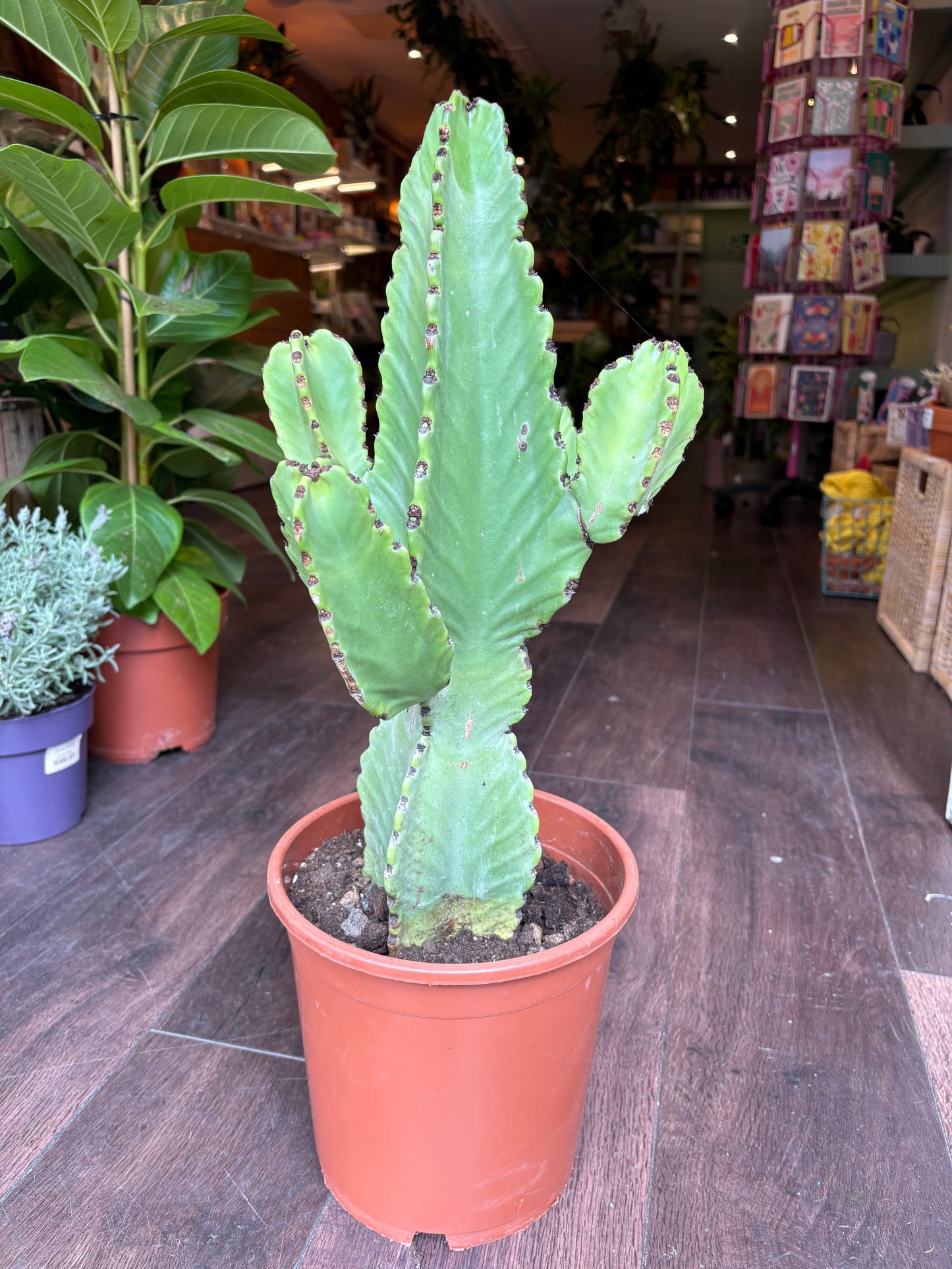 Euphorbia ingens | Candelabra Tree