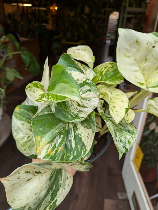 Variegated pothos plant in a pot with a blurred indoor background