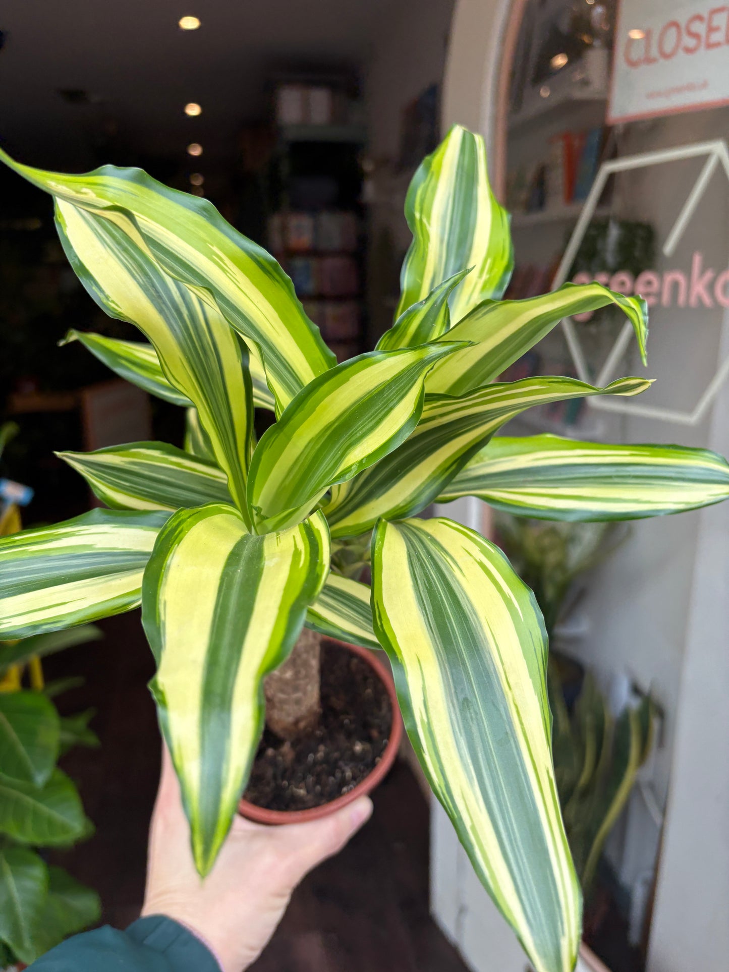 Person holding a Dracaena fragans Yellow Coast with green and yellow leaves in an indoor setting.