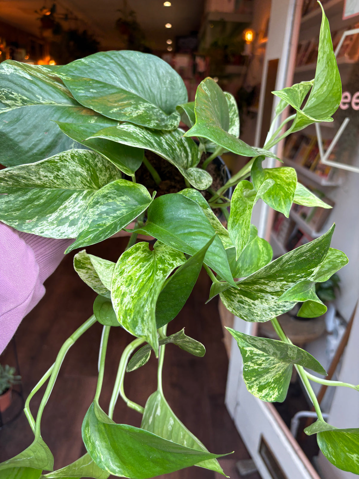 A variegated green pothos plant with heart-shaped leaves showing green and cream-white patterns, held by a person wearing a light purple sleeve in front of a shop window.