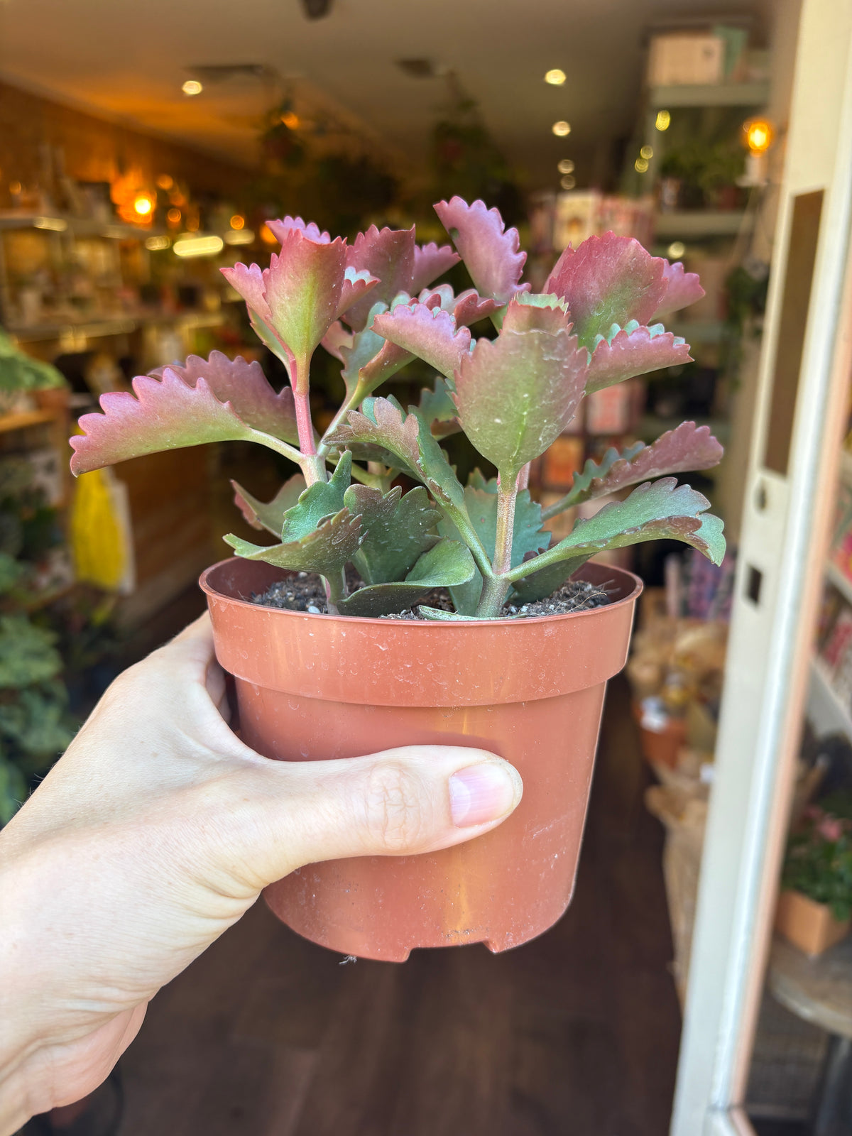 A hand holding a small potted succulent plant with pinkish-purple and green leaves in a terracotta-colored plastic pot, set against a blurred indoor background.