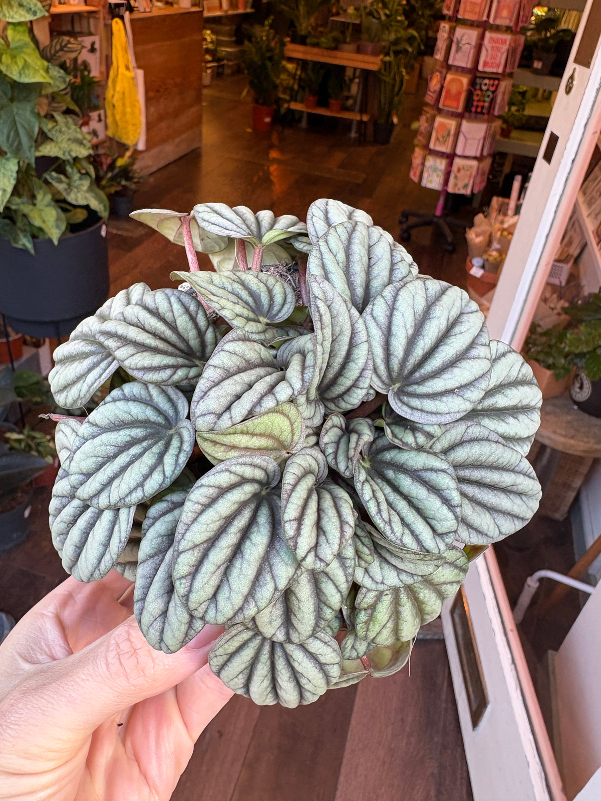 A close-up of a person's hand holding a Peperomia albovittata ‘Mistique’, set against a blurry indoor plant shop background.