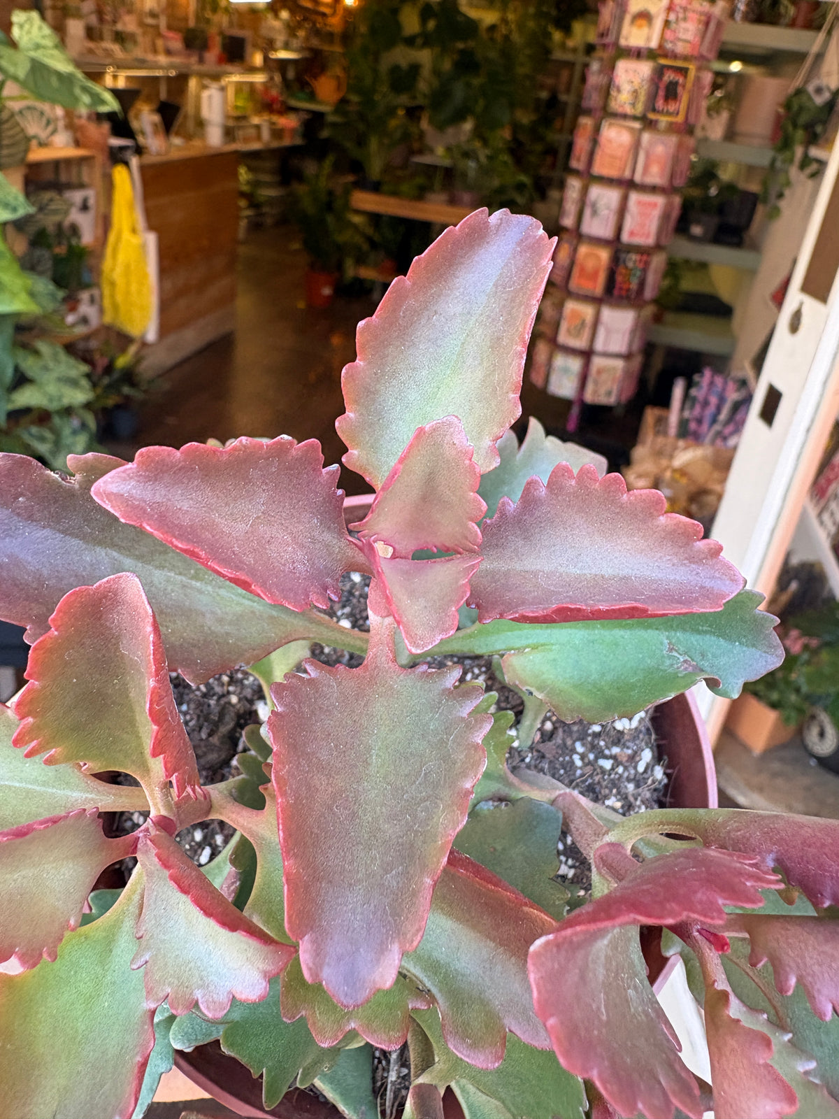 A potted succulent plant with thick, fleshy leaves showing pinkish-red edges and a green center, photographed in a real indoor shop environment with shelves and other plants blurred in the background.