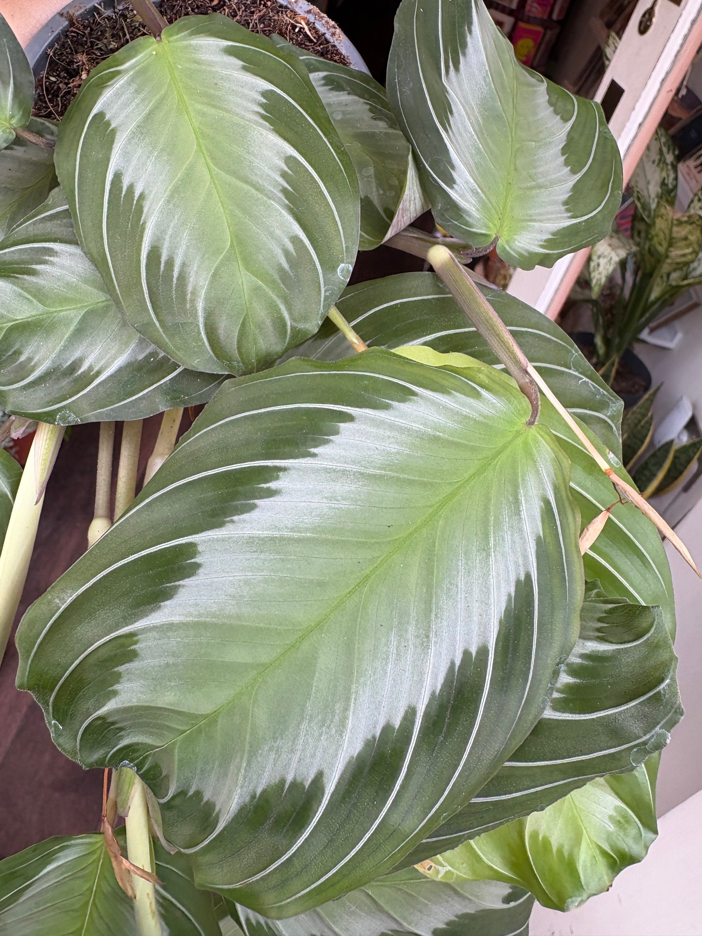Close-up of a green leafy plant with white veins