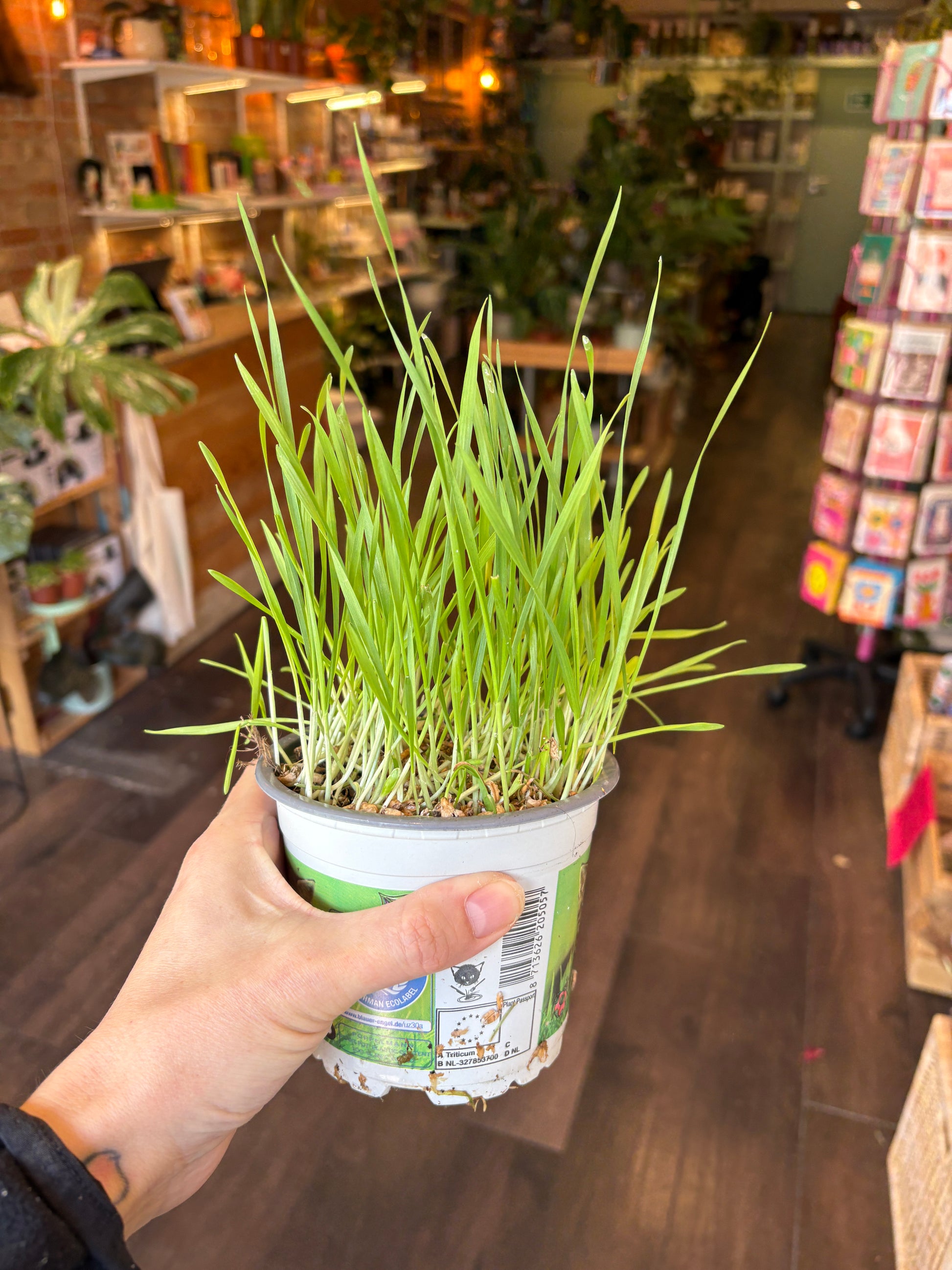 kitty grass
