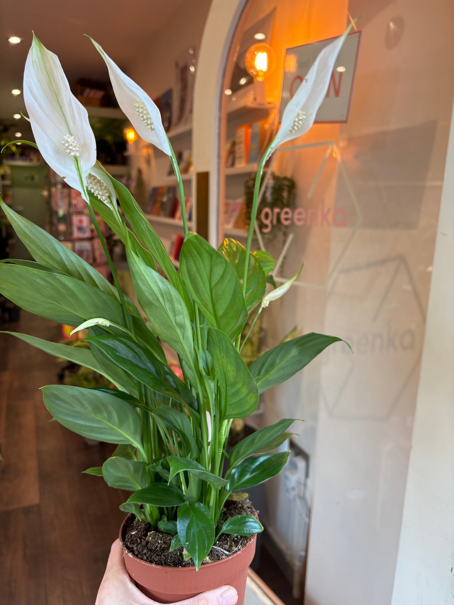 Peace lily held by a person with a blurred indoor background