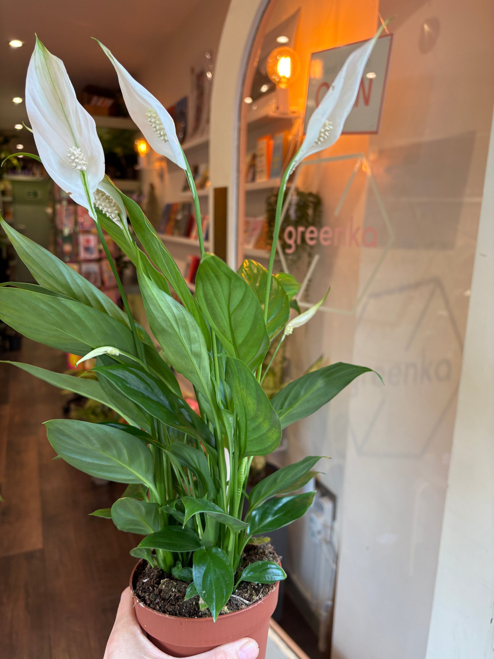 Peace lily held by a person with a blurred indoor background
