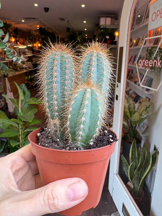 Person holding a potted cactus with a blurred indoor background