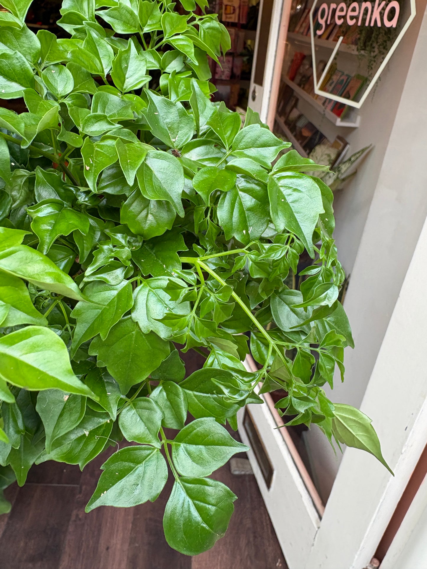 Radermachera sinica in a pot with a store interior in the background