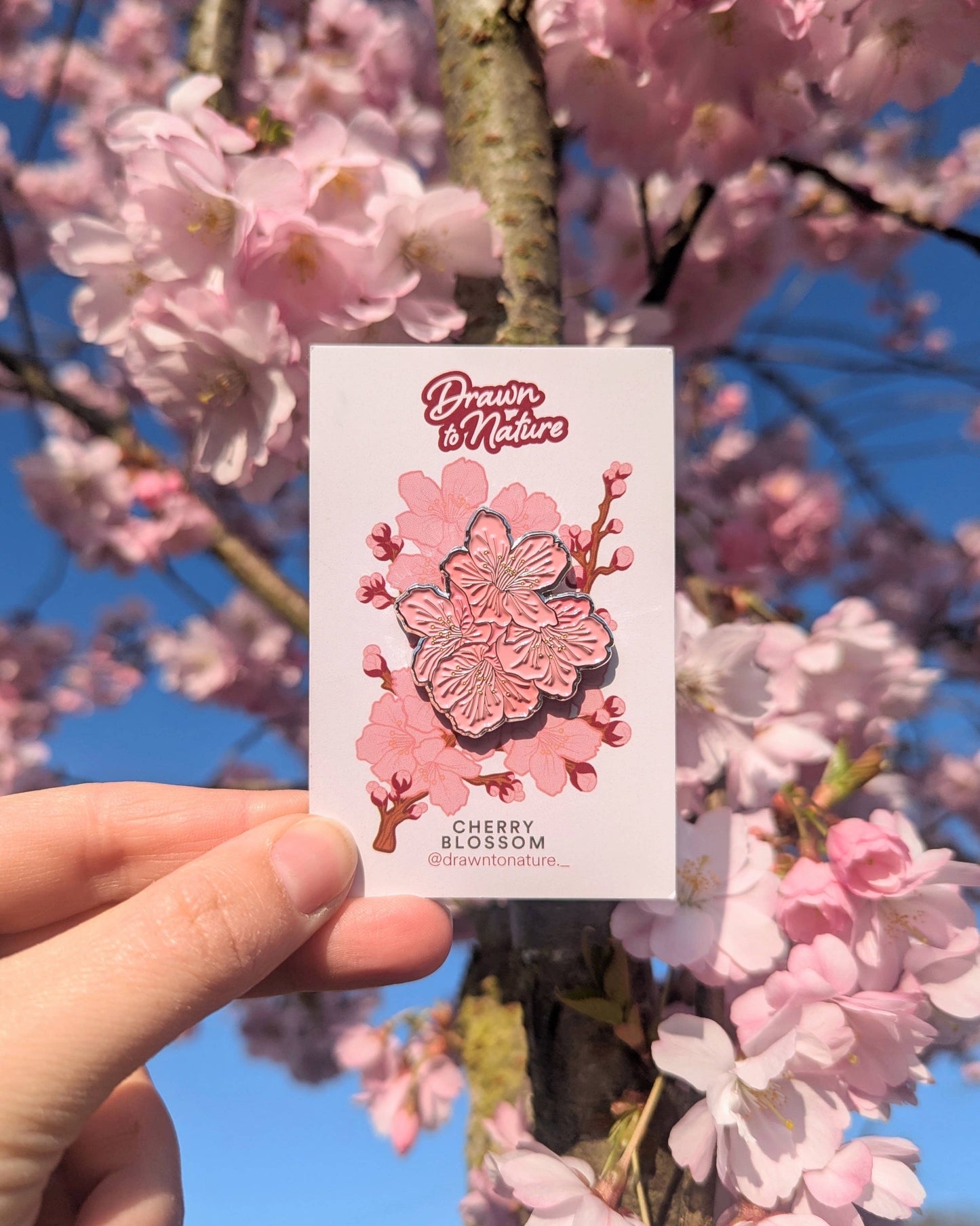 Card with cherry blossom design held in front of a cherry blossom tree