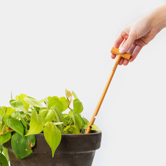 Hand using a bamboo tool on a potted plant against a white background
