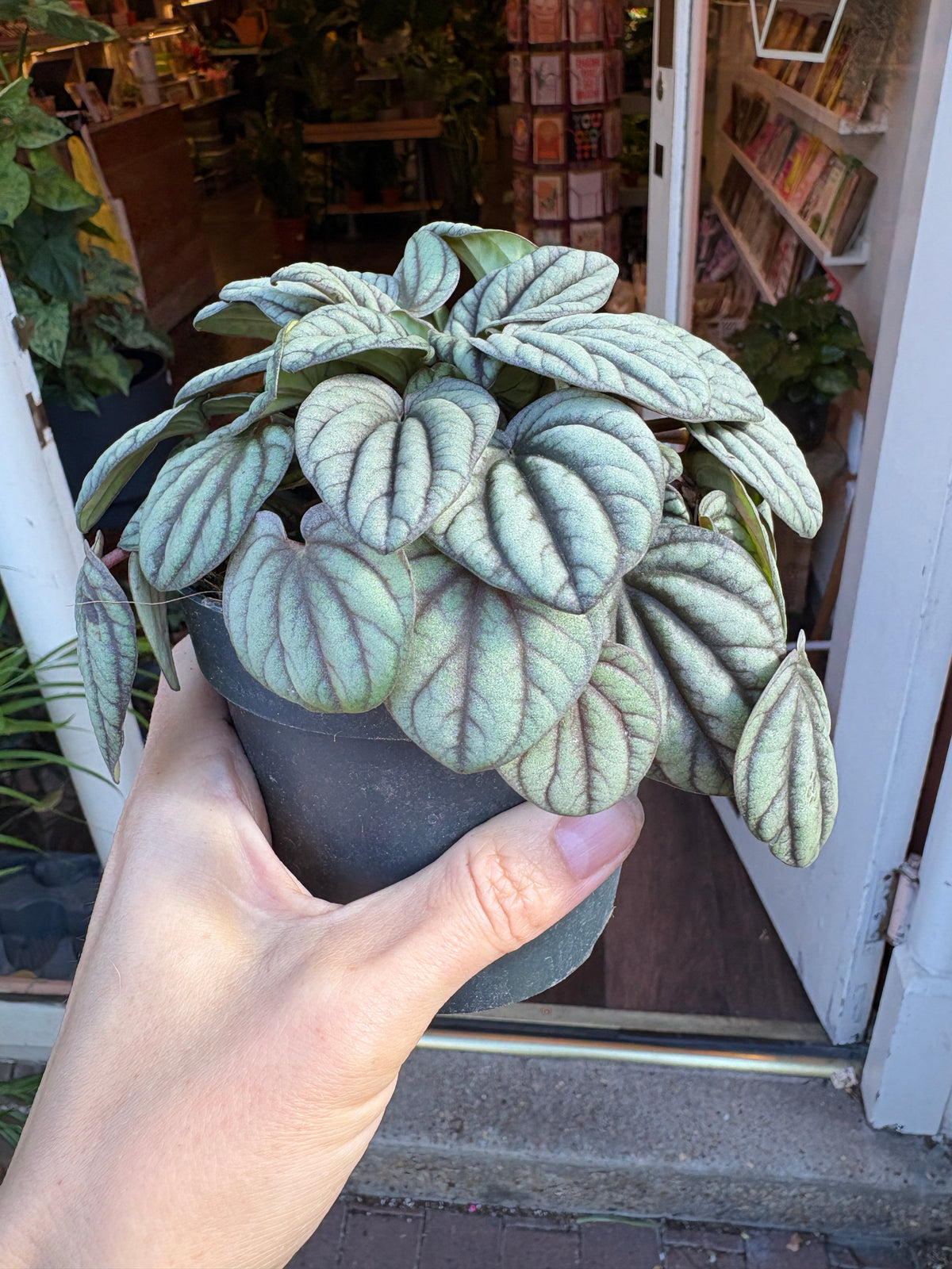A person's hand holding a small Peperomia albovittata ‘Mistique’, set against the doorway of a shop.
