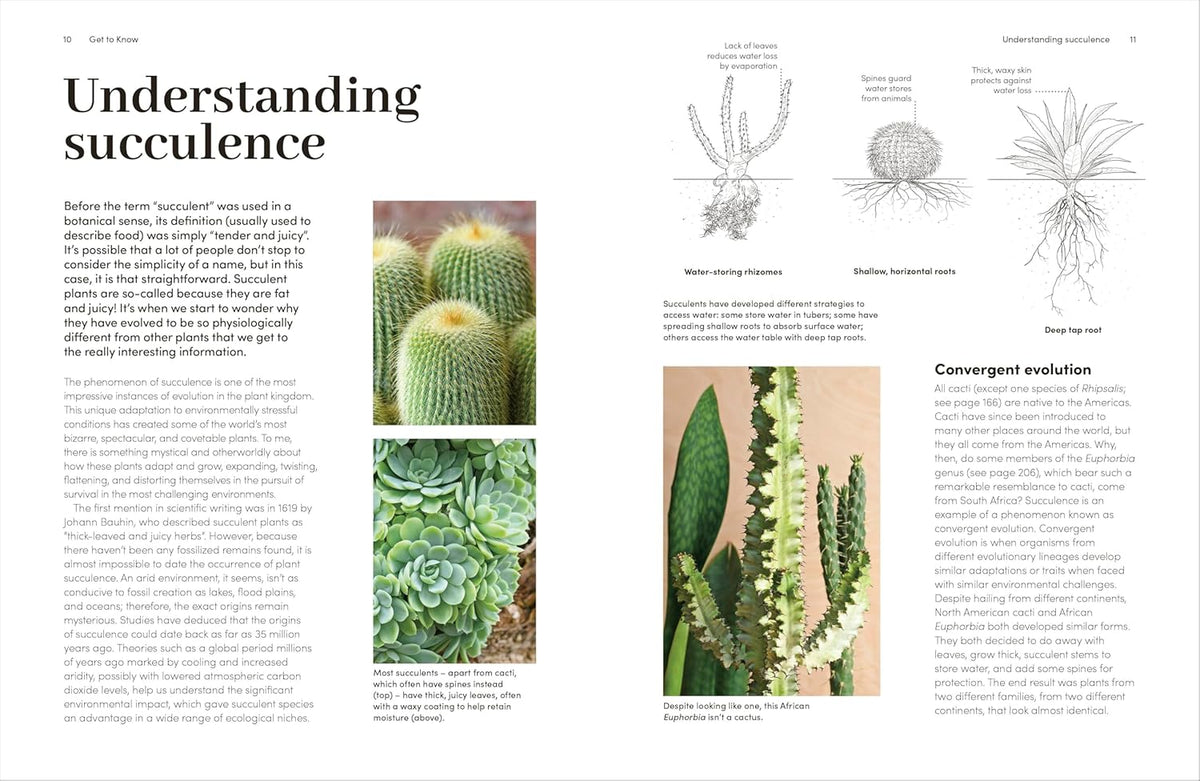 Book page about succulents with text, illustrations, and images of cacti and succulents.
