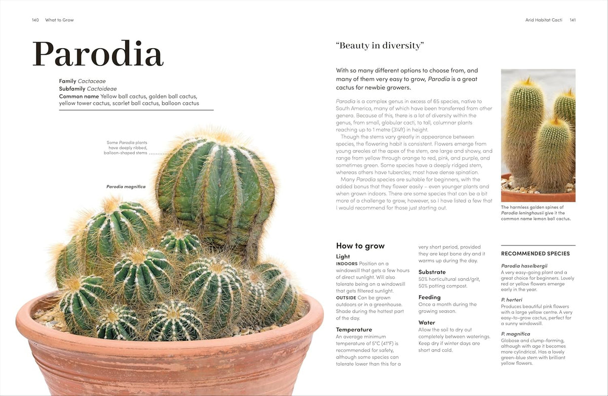 Cactus plant in a pot with text on how to grow it, featuring the Parodia genus.