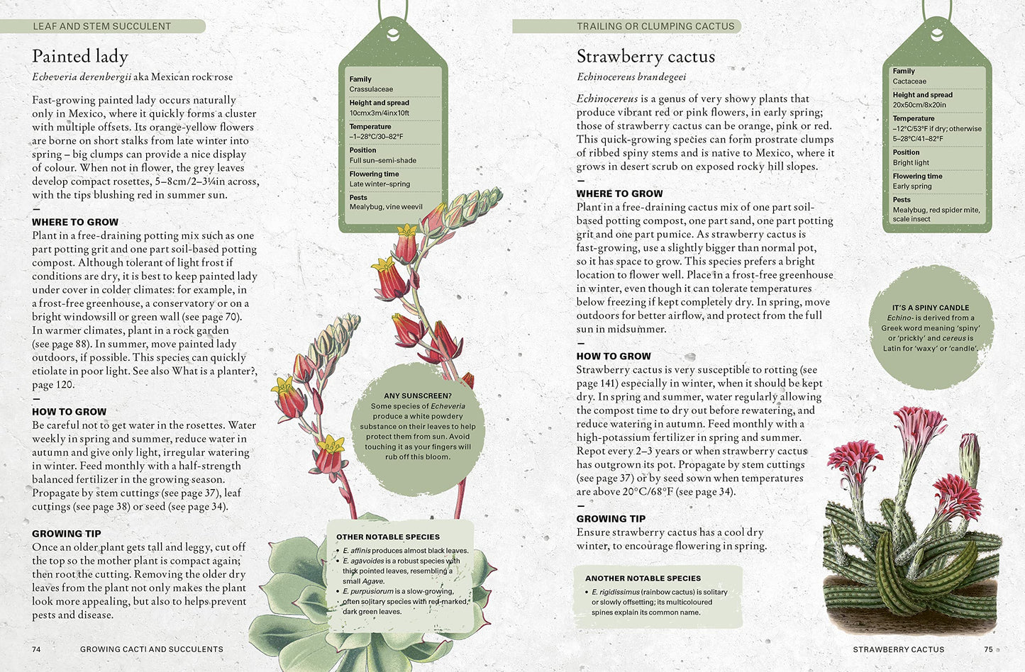 Page from a gardening book with information on strawberry cactus, including text and illustrations.