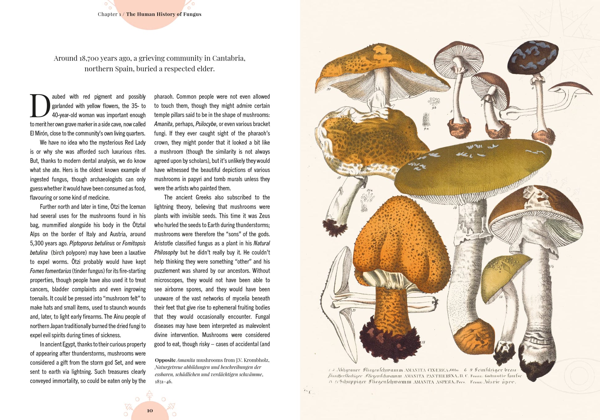 Illustration of mushrooms on a page with text