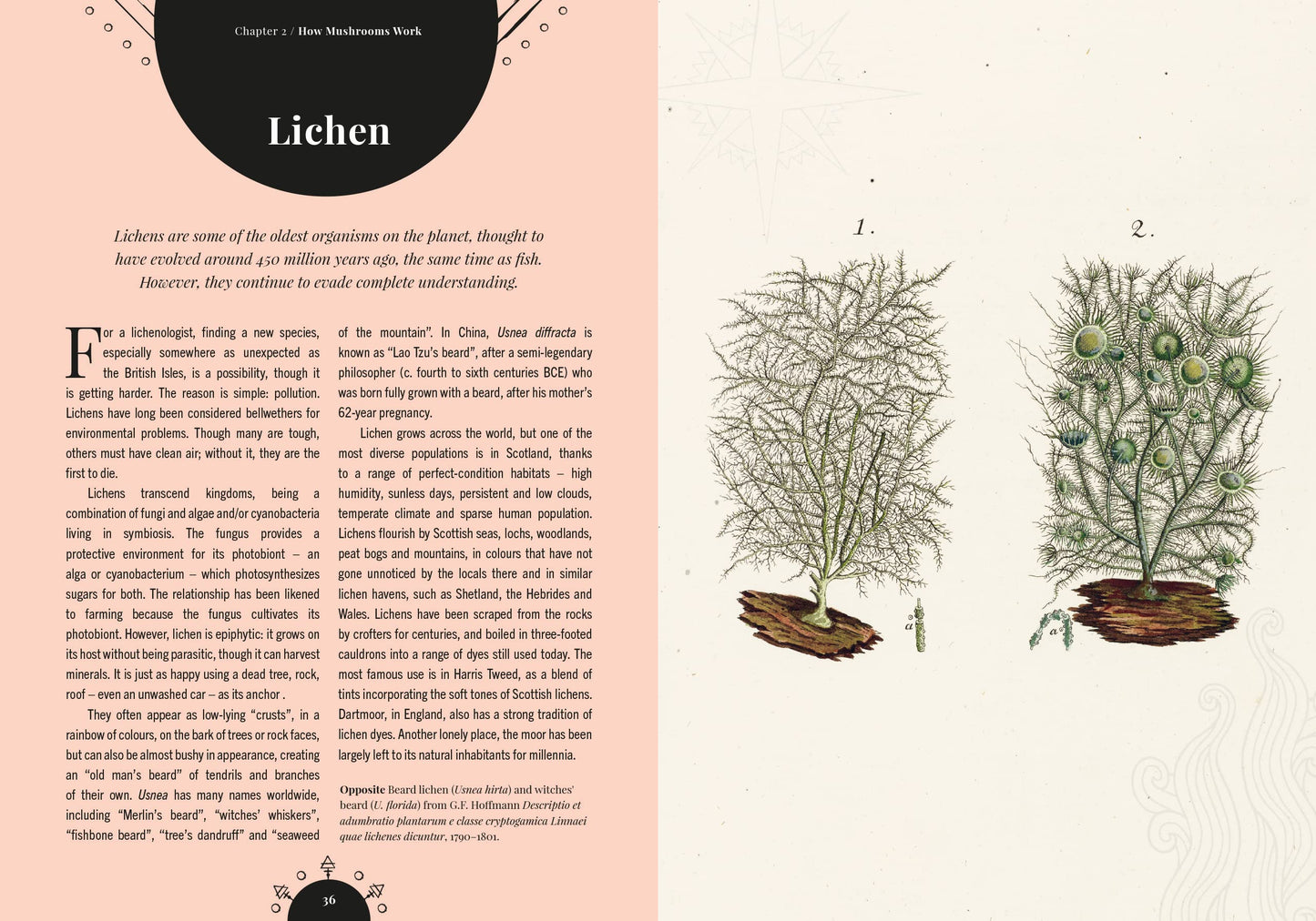 Illustration of lichen with text on a pink and white background