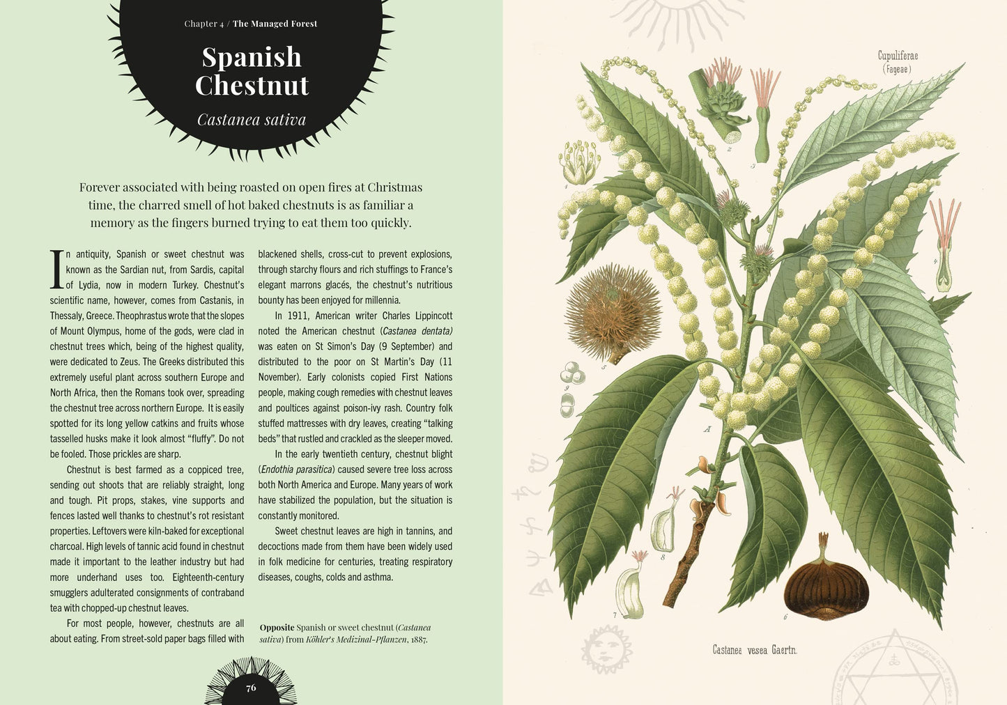 Illustration of a Spanish Chestnut plant with text on a light green background