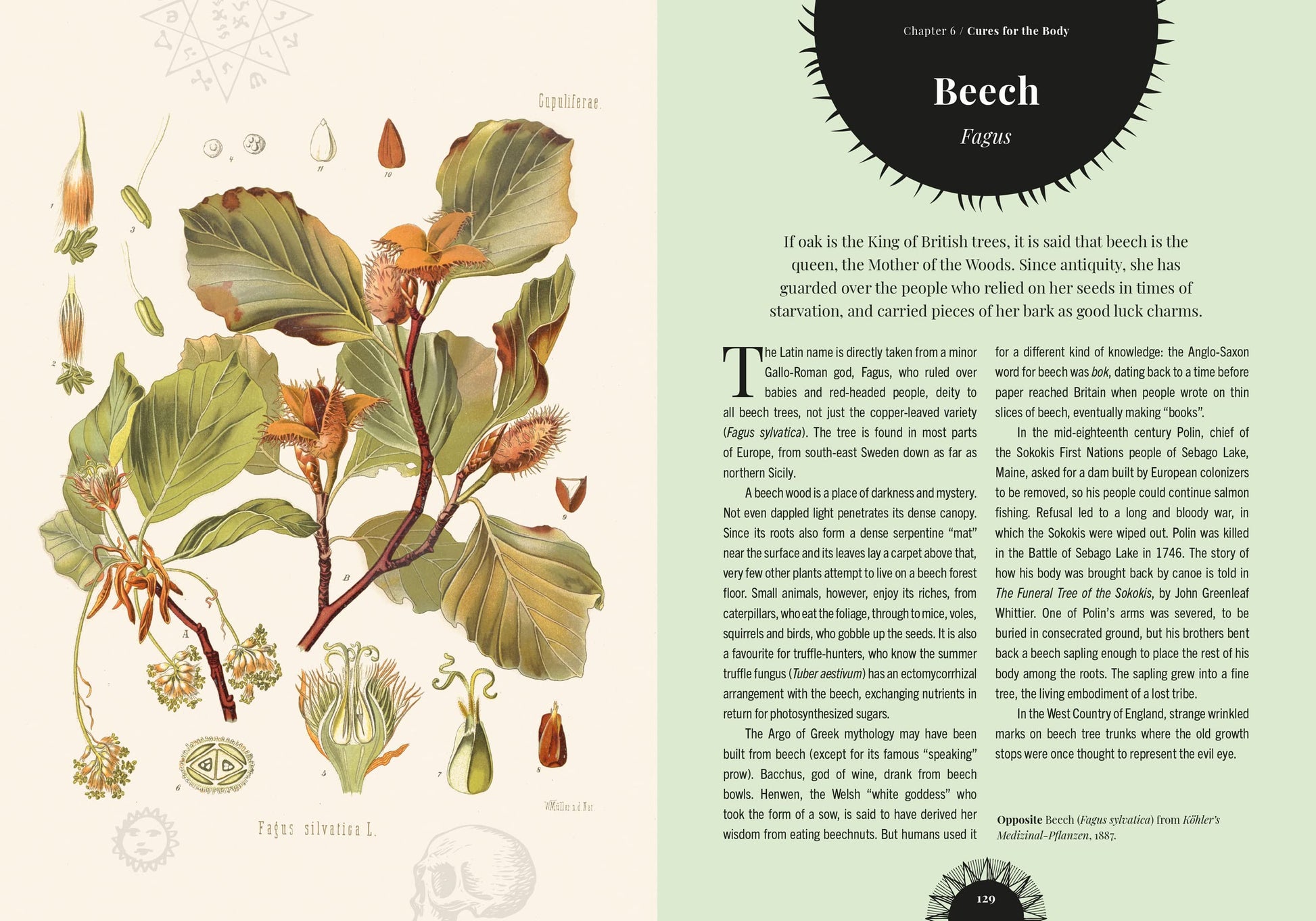 Illustration of beech leaves and flowers with text on a light green background
