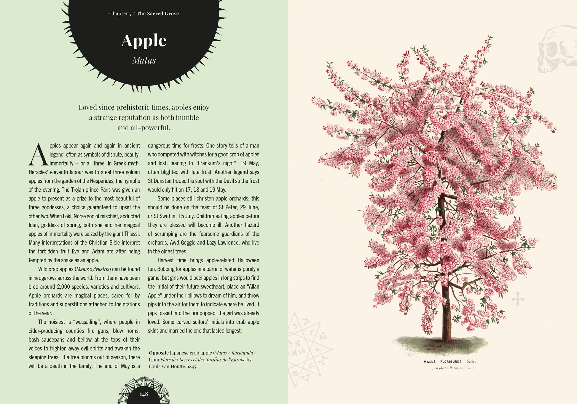 Book page with an illustration of a pink flowering tree on the right side and text on the left.