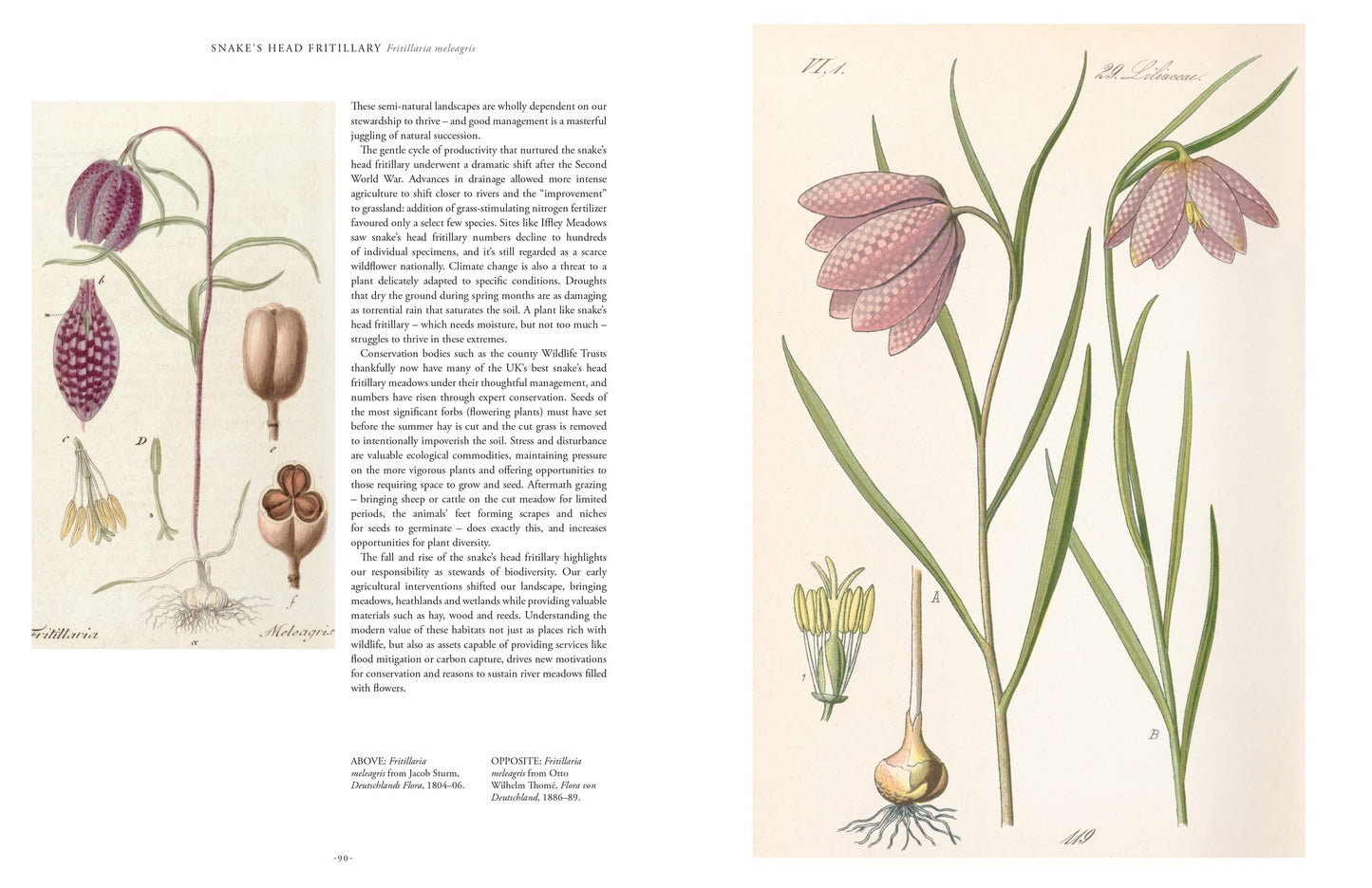 Illustrations of flowers and plants with text on a beige background