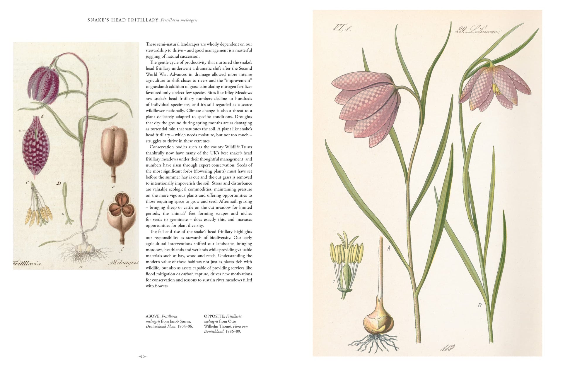 Illustrations of flowers and plants with text on a beige background