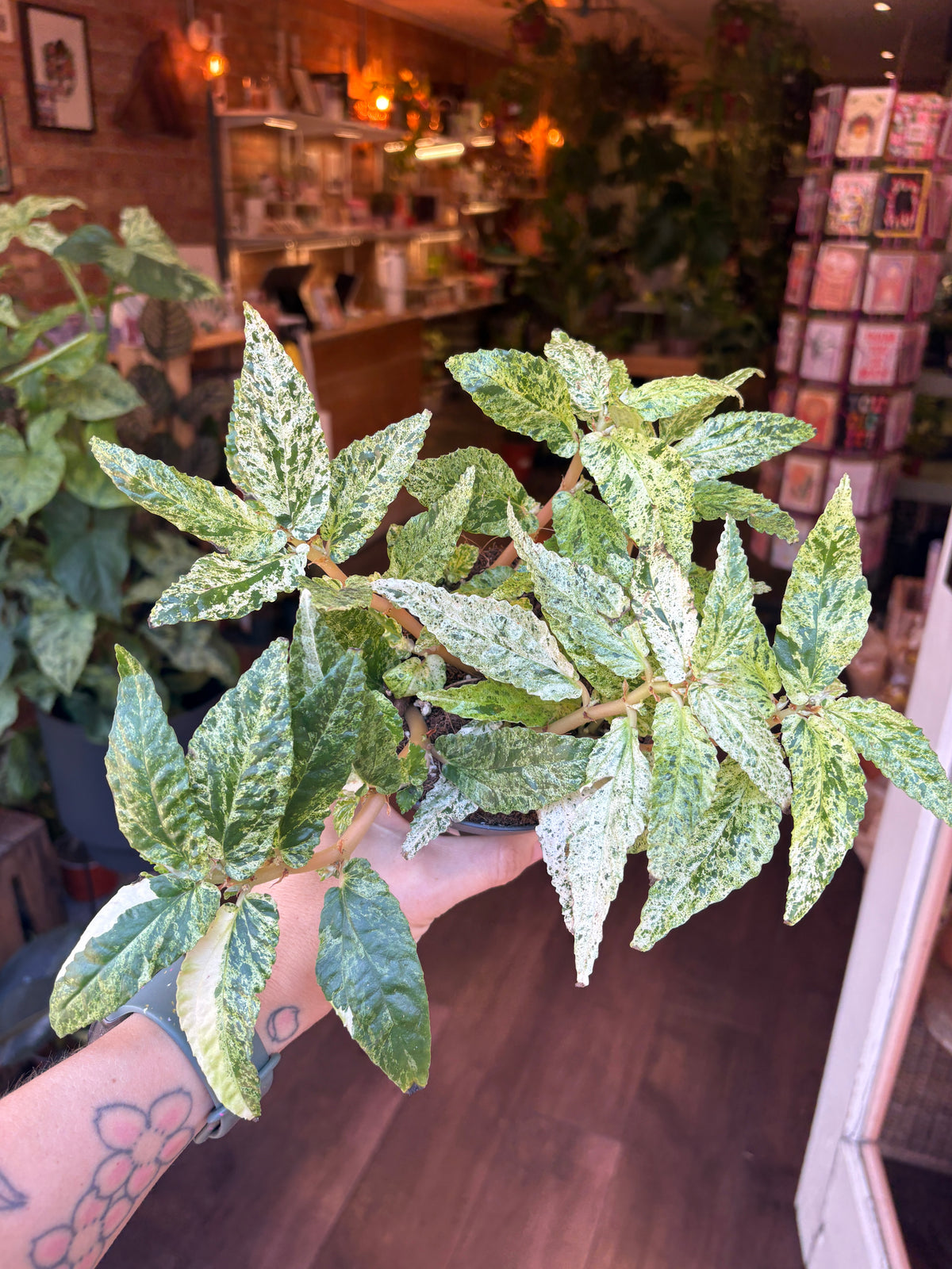 A hand with a floral tattoo holds a potted variegated green and white leafy plant in a shop with wooden floors and shelves in the background.
