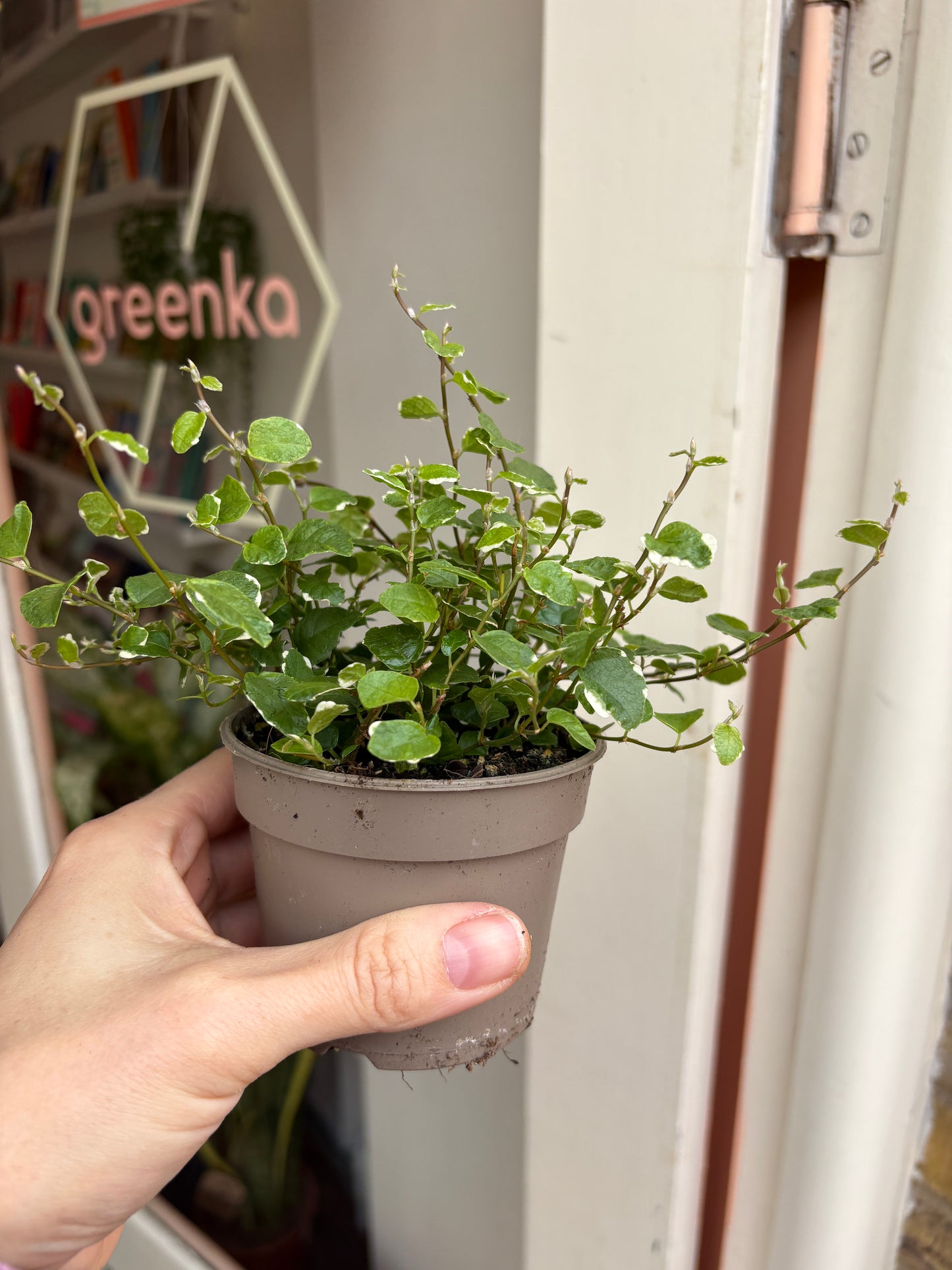 Hand holding a small Ficus Pumila White Sunny plant with a blurred background