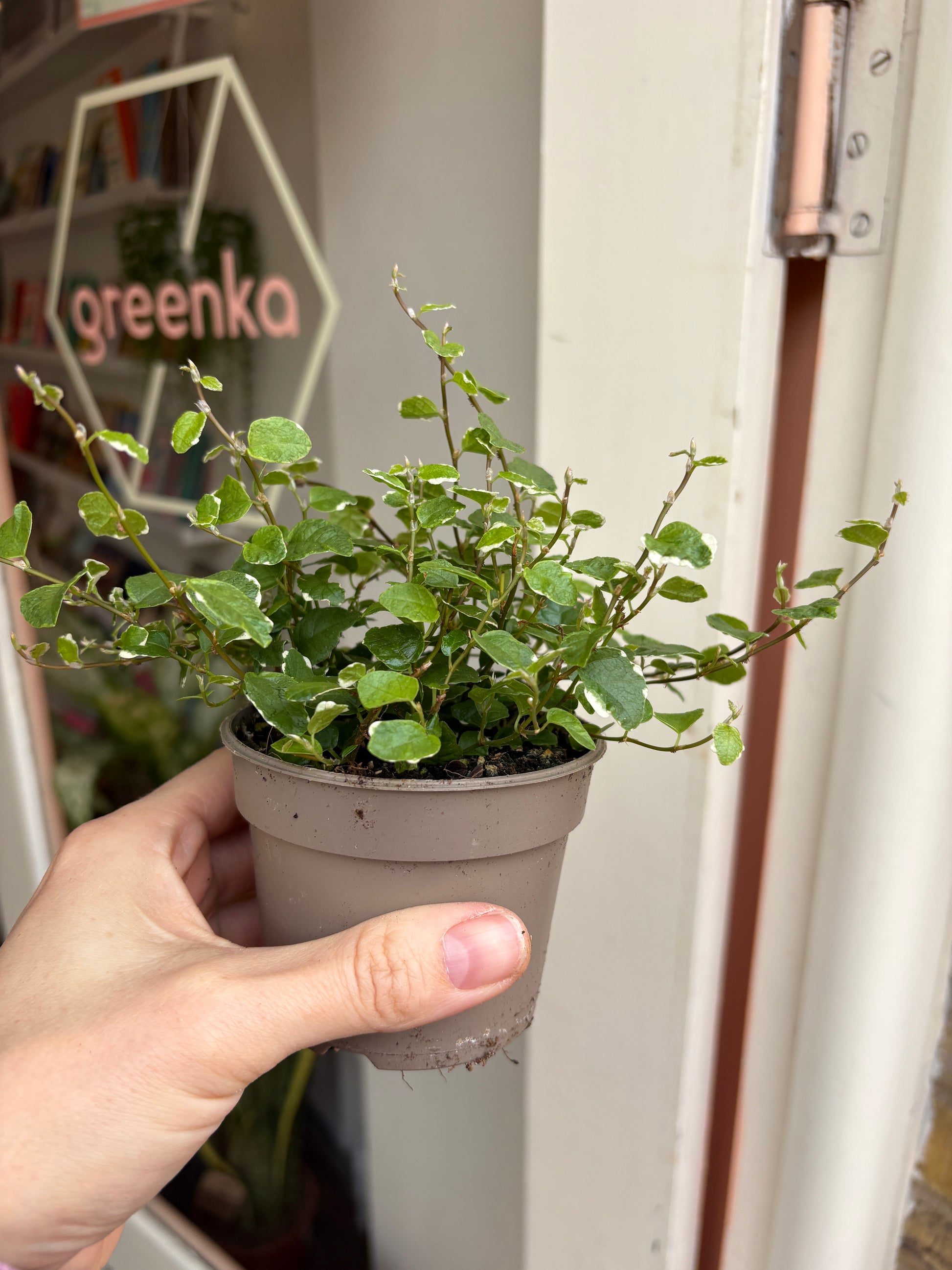 Hand holding a small Ficus Pumila White Sunny plant with a blurred background