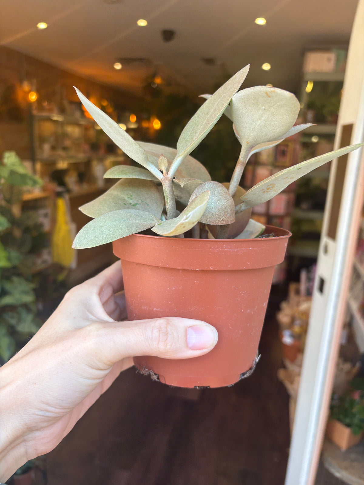 A person's hand holding a Kalanchoe orgyalis with dusty green leaves in a terracotta-colored plastic pot, set against a blurred indoor background.