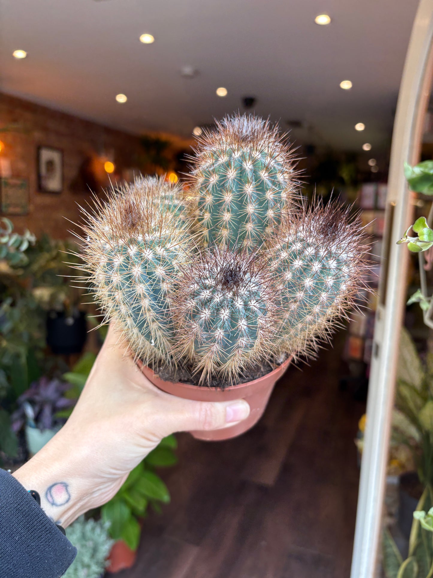 Person holding a potted cactus in an indoor setting with plants in the background