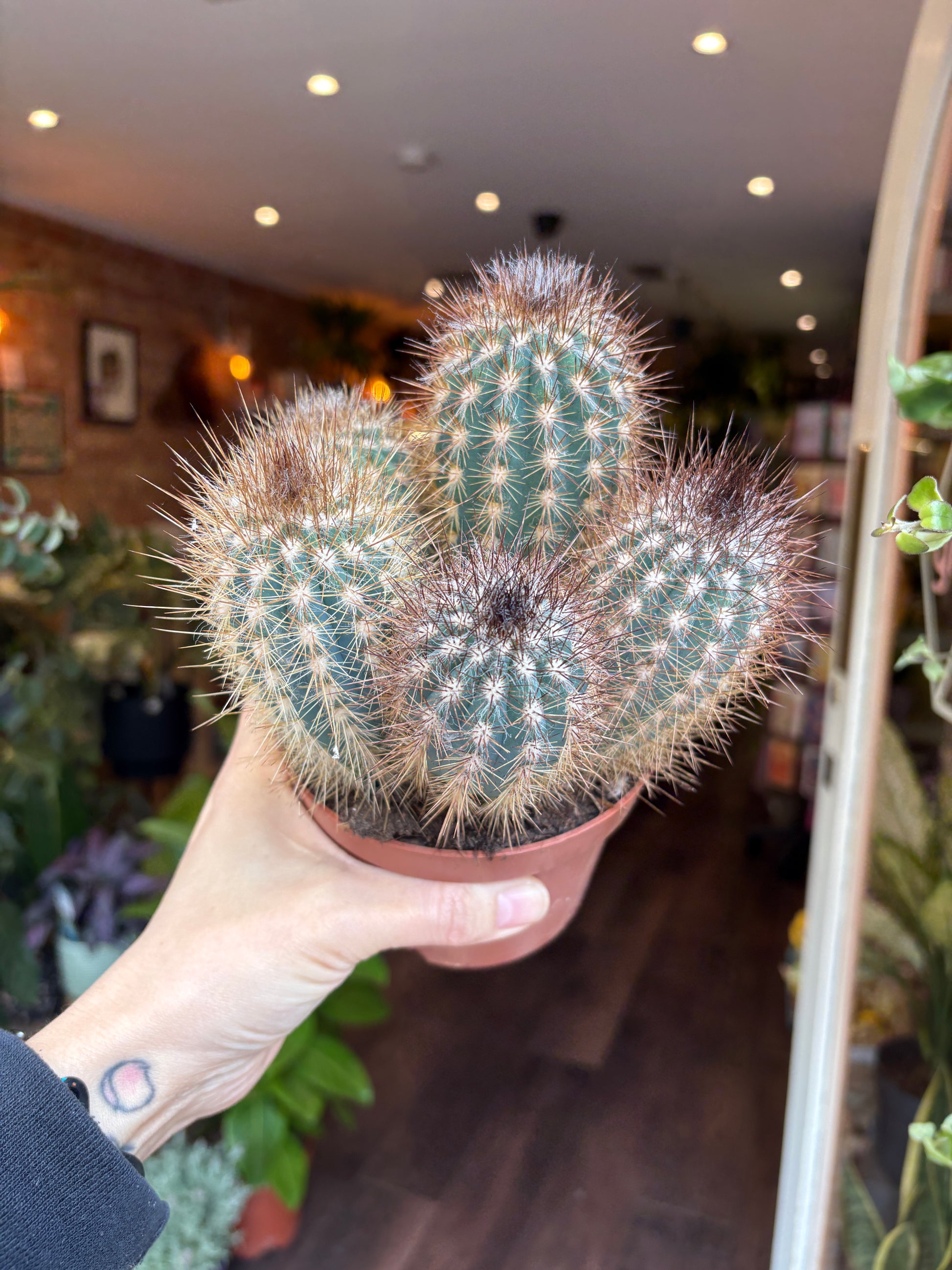 Person holding a potted cactus in an indoor setting with plants in the background