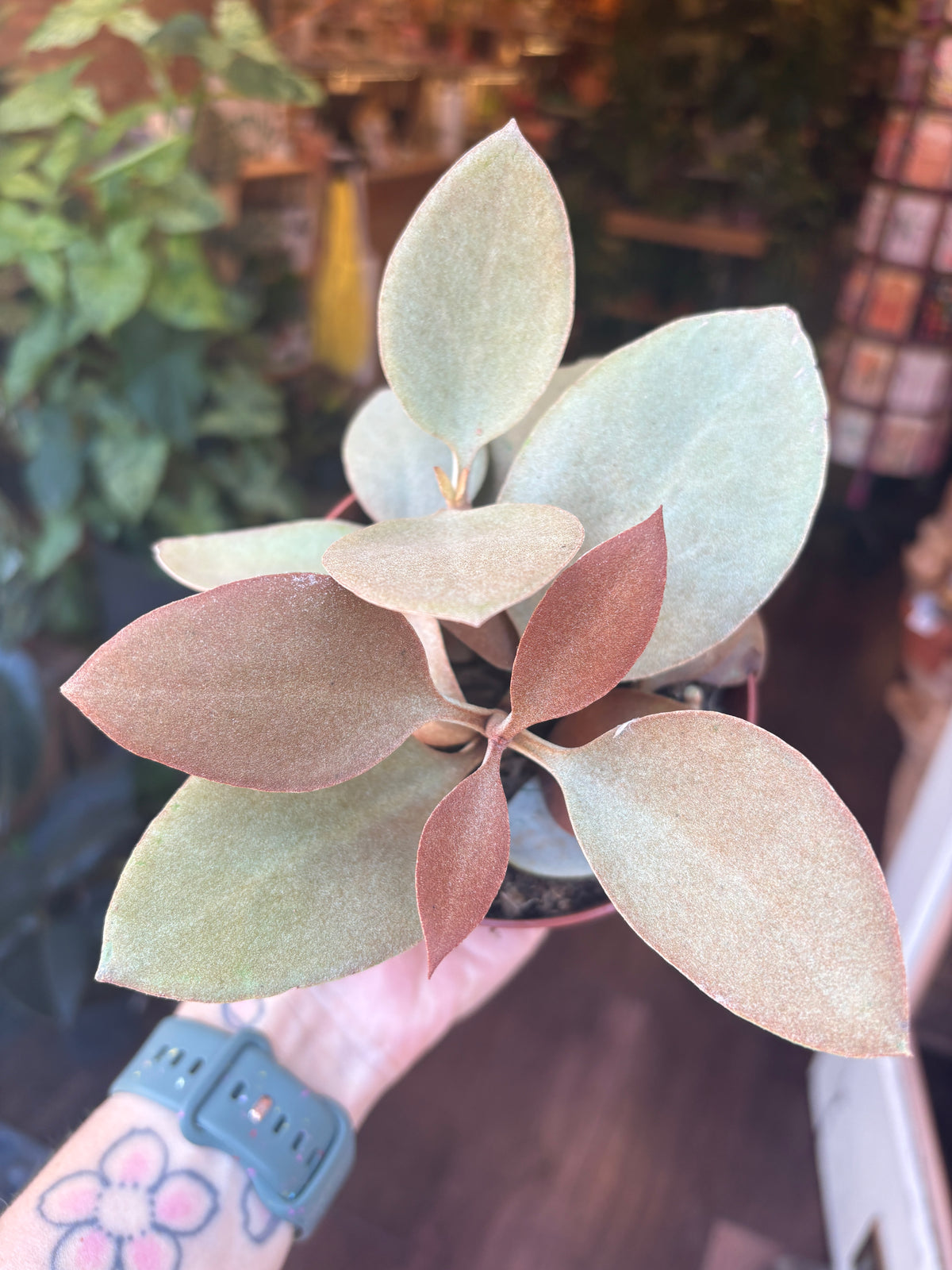 A close-up of a potted Kalanchoe orgyalis, dusty pale green to muted tan leaves, held in a person's hand in a shop setting with other plants and wooden shelving in the background.