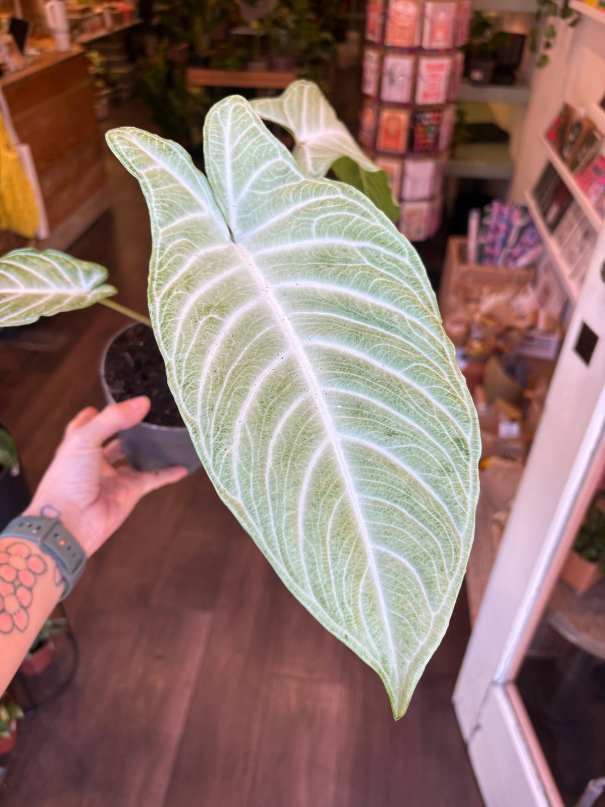 A close-up of aXanthosoma lindellii ‘Mint’ leaf with prominent white veins, held by a tattooed hand in a shop setting with wooden floors and shelves in the background.
