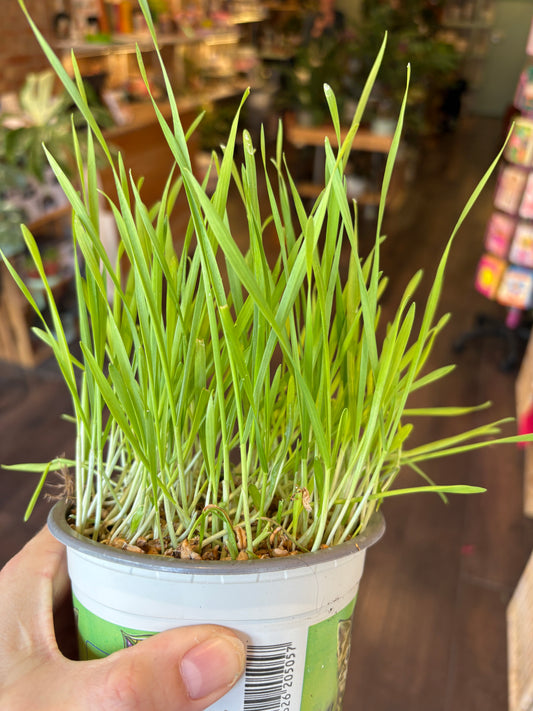 kitty grass plant held by a hand in an indoor setting