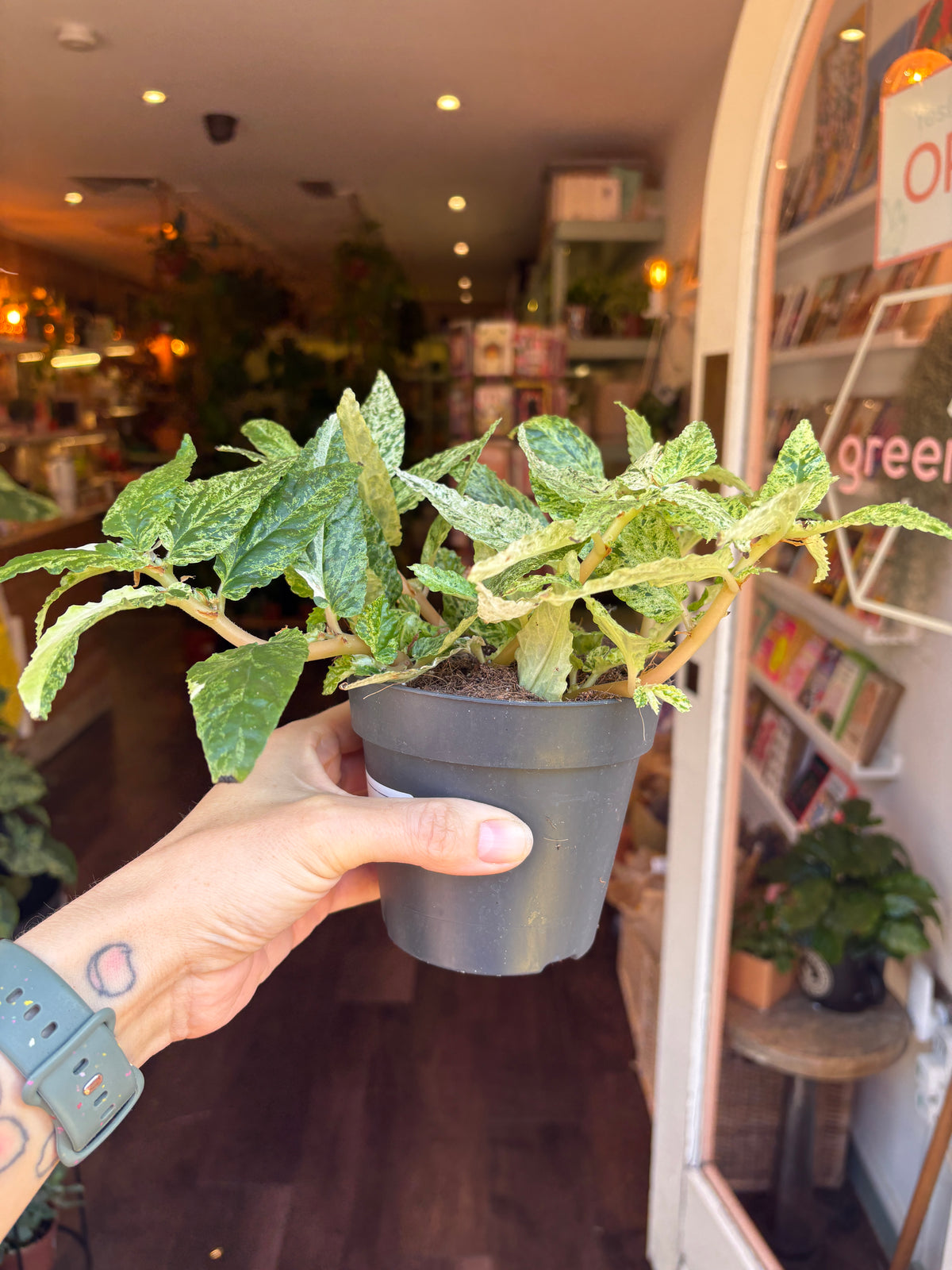 A hand holding a potted Pellionia repens ‘Variegata in a small dark gray nursery pot, with a blurred indoor shop or bookstore background.