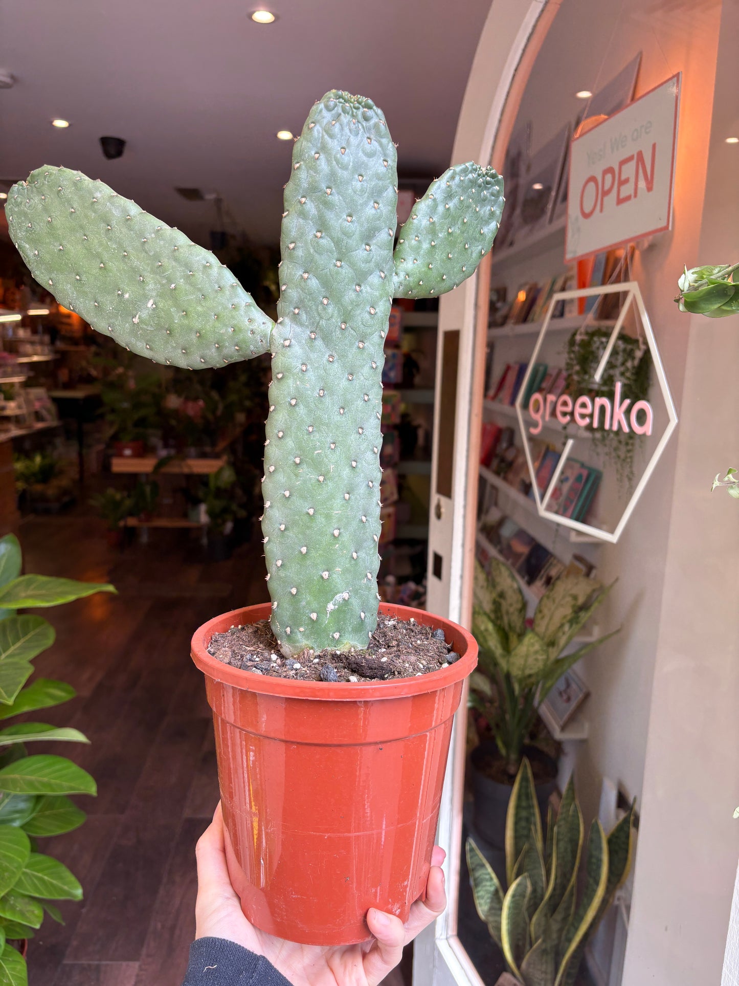 Person holding an optuntia cactus in a store with 'Greenka' branding.